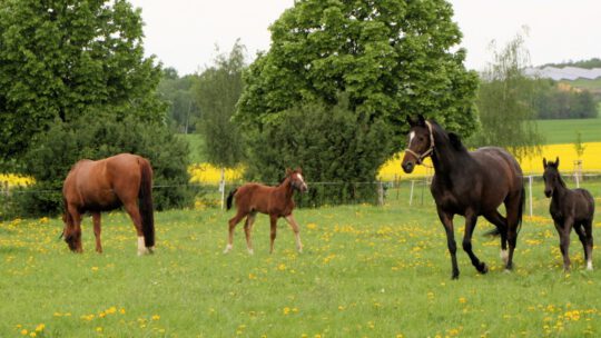 Pferde gibt hier jetzt auch