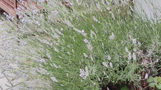 Der Lavendel fängt an zu blühen