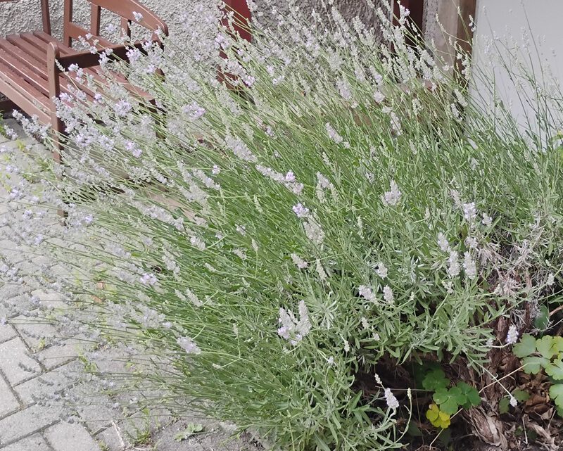 Der Lavendel fängt an zu blühen